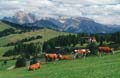 dolomiten - seiser alm 017